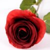 10*66cm Single rose GS-1450141-P2