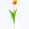 10*10*50CM Single  Tulip GS-1780026-O1