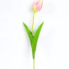 10*10*50CM Single  Tulip GS-1780026-P1
