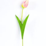 10*10*50CM Single  Tulip GS-1780026-P1