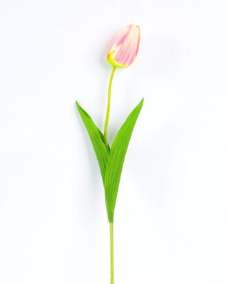 10*10*50CM Single  Tulip GS-1780026-P1