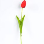 10*10*50CM Single  Tulip GS-1780026-R1