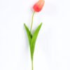 10*10*50CM Single  Tulip GS-1780026-R3