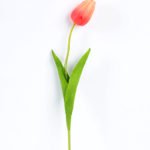 10*10*50CM Single  Tulip GS-1780026-R3