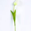 10*10*50CM Single  Tulip GS-1780026-W1
