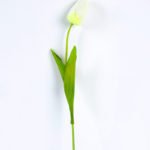 10*10*50CM Single  Tulip GS-1780026-W1