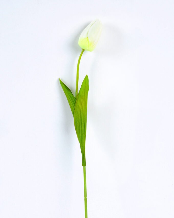 10*10*50CM Single  Tulip GS-1780026-W1