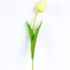 10*10*50CM Single  Tulip GS-1780026-Y1