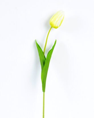 10*10*50CM Single  Tulip GS-1780026-Y1