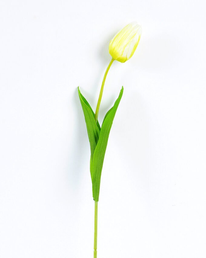 10*10*50CM Single  Tulip GS-1780026-Y1