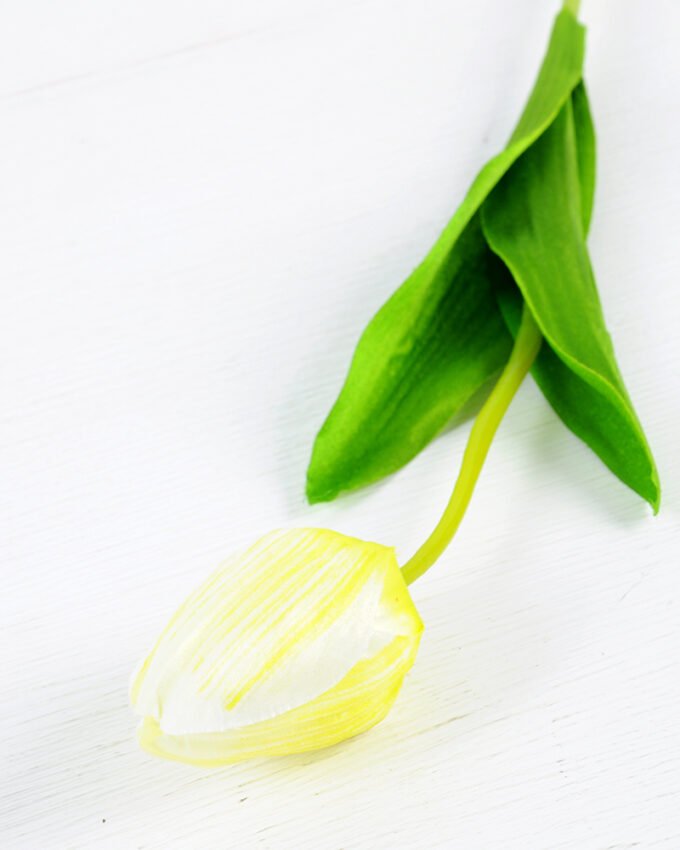 10*10*50CM Single  Tulip GS-1780026-Y1