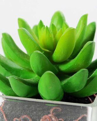 Gem lotus GS-1060035