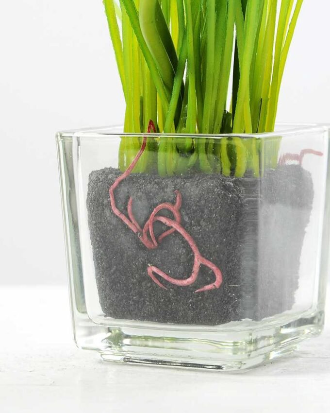 MINI TULIP IN GLASS POT GS-1060075 3 MINI TULIP IN GLASS POT GS-1060075
