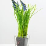 Small hyacinth