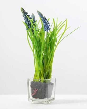 Small hyacinth 