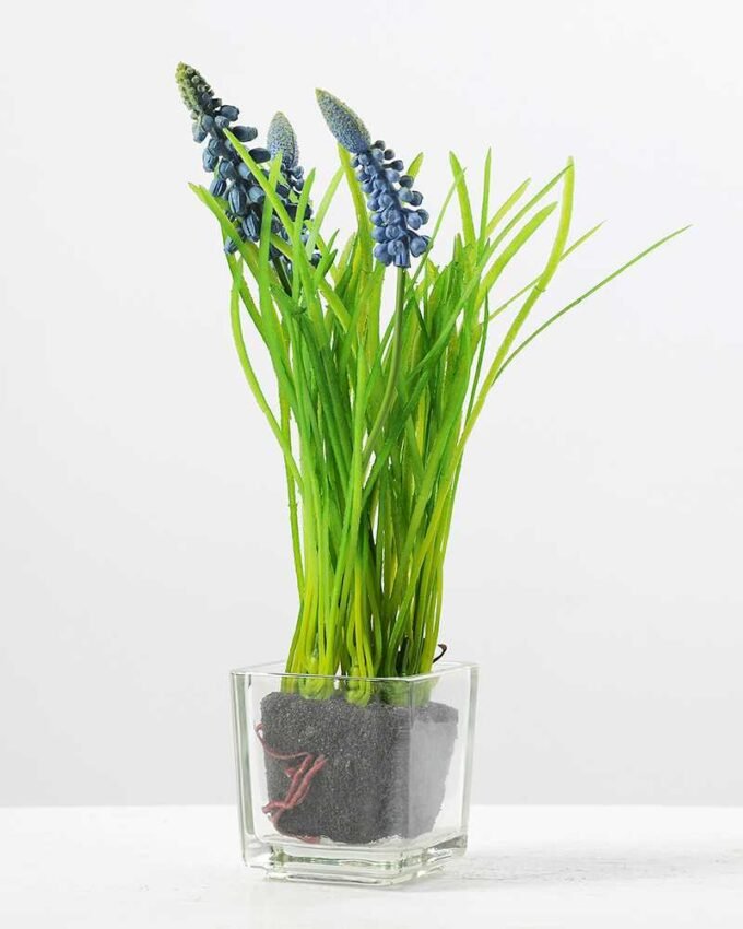 Small hyacinth 1 Small hyacinth