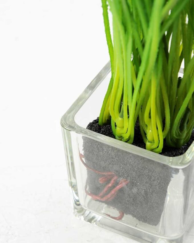 Small hyacinth 3 Small hyacinth