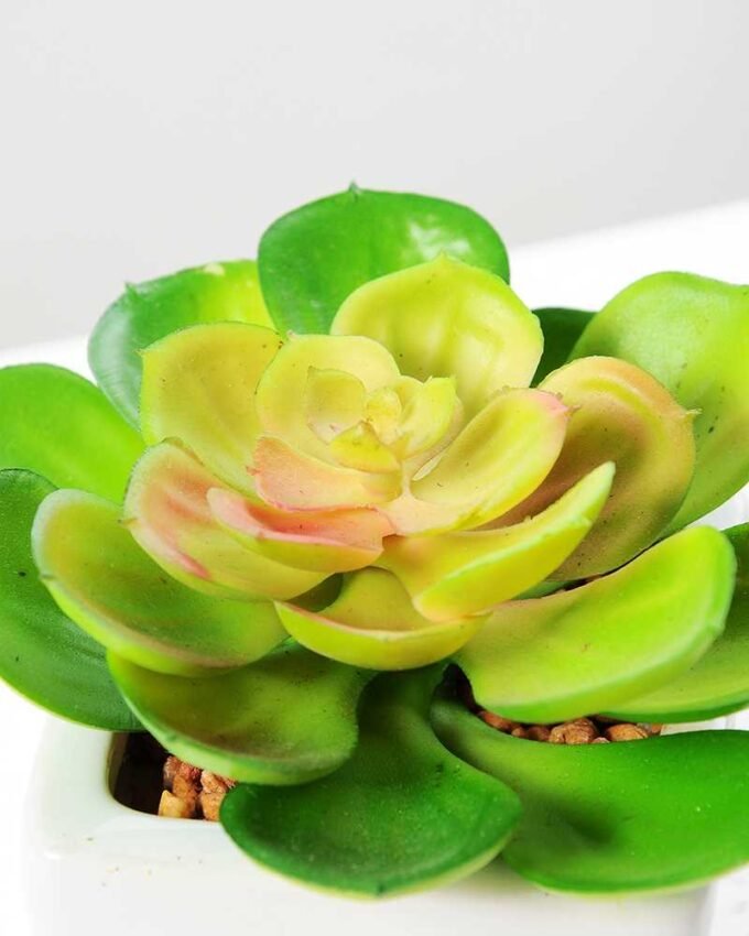 land lotus in ceramic pot(M) GS-1060110