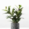 Olive in pot GS-1380184 1 Olive in pot GS-1380184