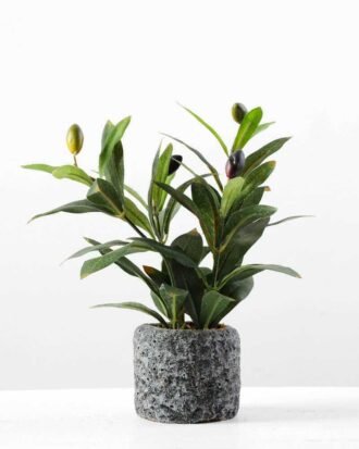 Olive in pot GS-1380184