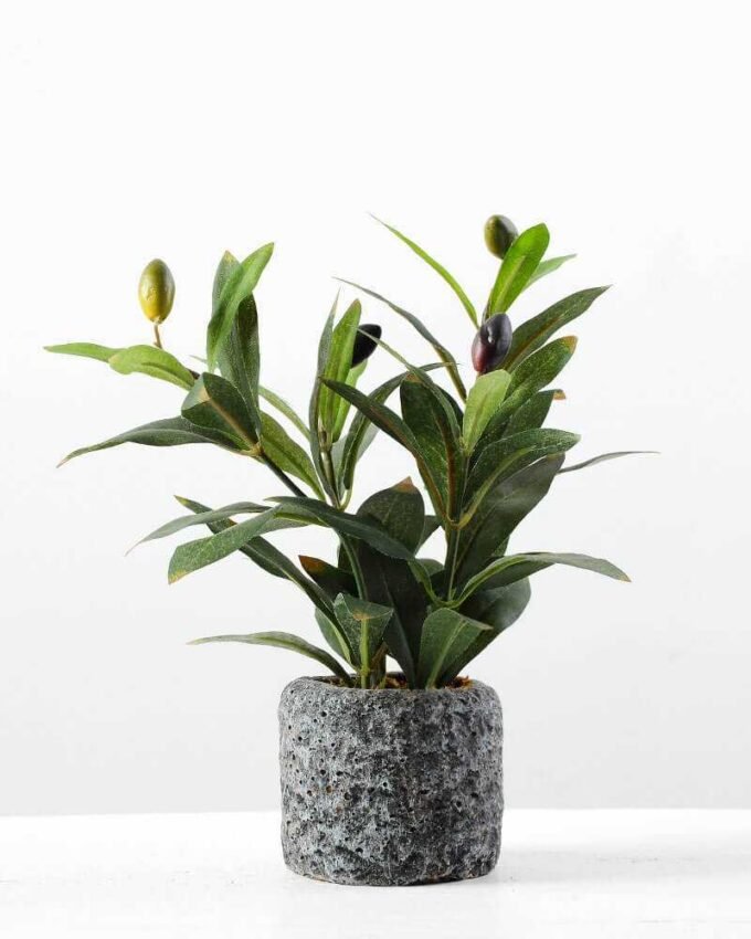 Olive in pot GS-1380184 1 Olive in pot GS-1380184