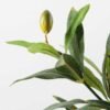 Olive in pot GS-1380184 2 Olive in pot GS-1380184