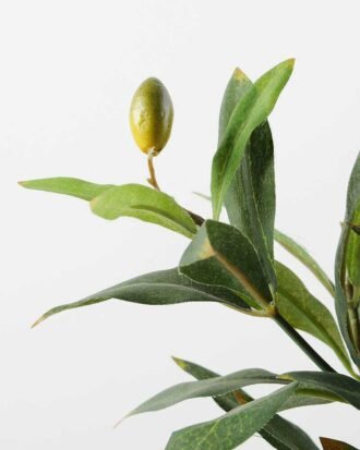 Olive in pot GS-1380184