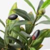 Olive in pot GS-1380184 3 Olive in pot GS-1380184