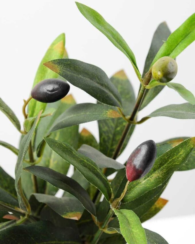 Olive in pot GS-1380184 3 Olive in pot GS-1380184