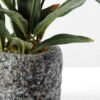 Olive in pot GS-1380184 4 Olive in pot GS-1380184