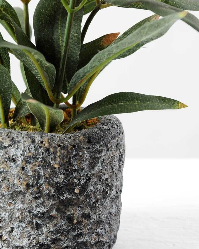 Olive in pot GS-1380184 4 Olive in pot GS-1380184
