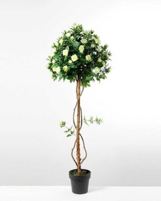 151cm Rose Tree in the 8"plastic pot/1458LVS/78 FL/3 GS-1380255