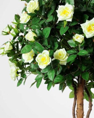 151cm Rose Tree in the 8"plastic pot/1458LVS/78 FL/3 GS-1380255