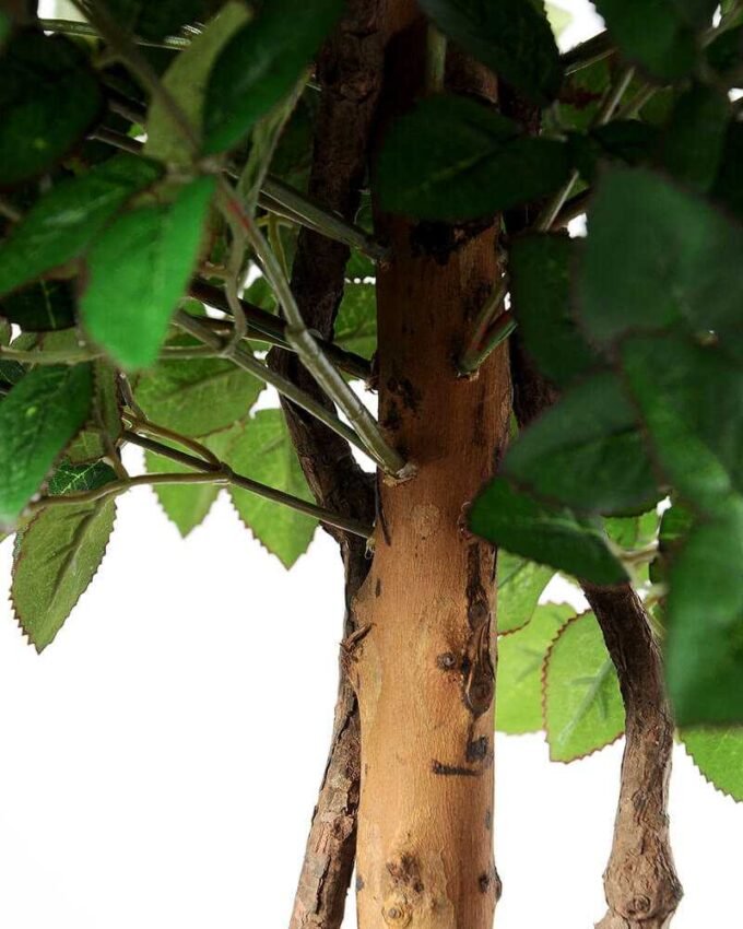 151cm Rose Tree in the 8"plastic pot/1458LVS/78 FL/3 GS-1380255 3 151cm Rose Tree in the 8"plastic pot/1458LVS/78 FL/3 GS-1380255