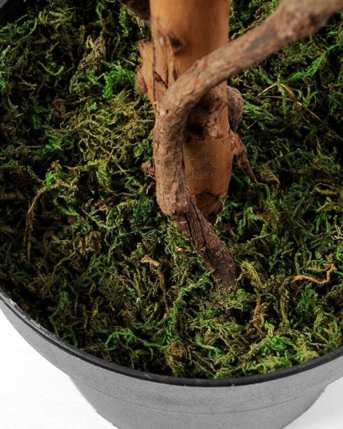 151cm Rose Tree in the 8"plastic pot/1458LVS/78 FL/3 GS-1380255 4 151cm Rose Tree in the 8"plastic pot/1458LVS/78 FL/3 GS-1380255