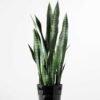 24*70CM Sansevieria in plastic pot GS-1380334