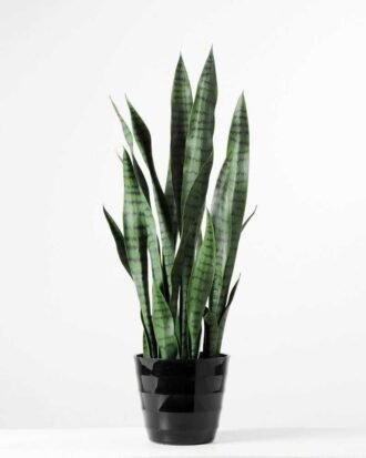24*70CM Sansevieria in plastic pot GS-1380334