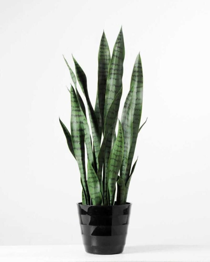 24*70CM Sansevieria in plastic pot GS-1380334