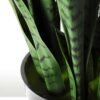 24*70CM Sansevieria in plastic pot GS-1380334
