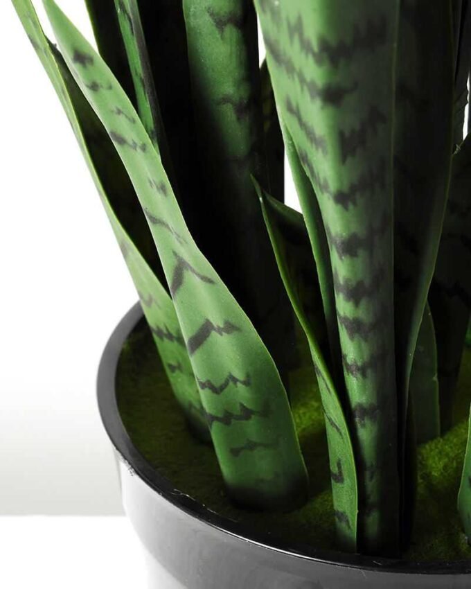 24*70CM Sansevieria in plastic pot GS-1380334