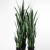 24*70CM Sansevieria in plastic pot GS-1380334