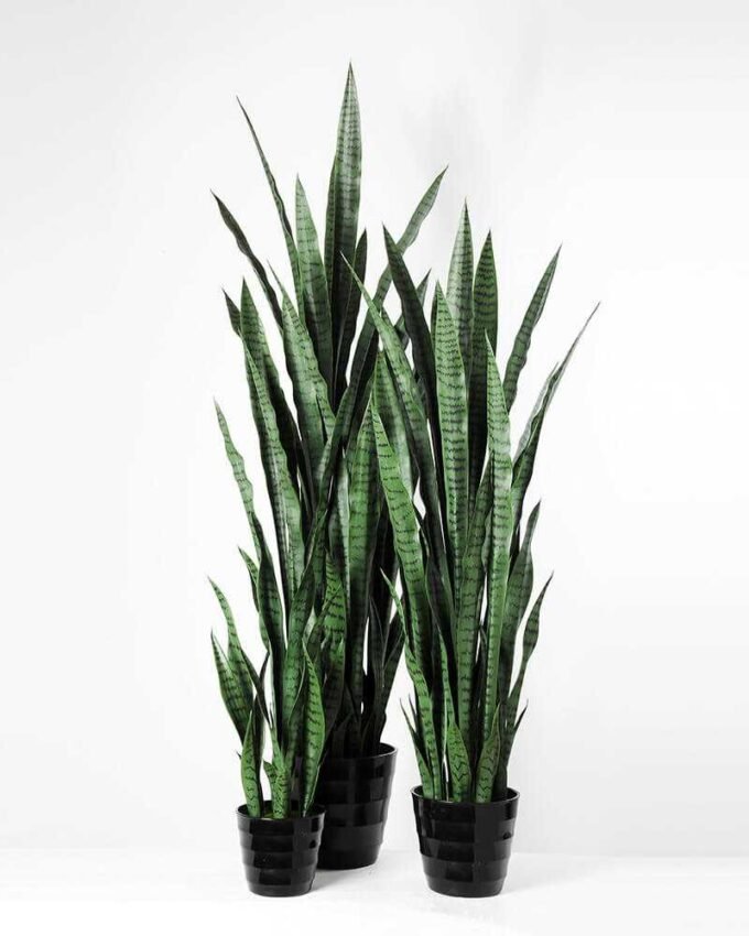 24*70CM Sansevieria in plastic pot GS-1380334
