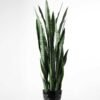 32*100CM Sansevieria in plastic pot GS-1380336