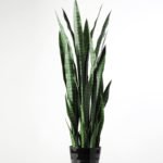 32*100CM Sansevieria in plastic pot GS-1380336