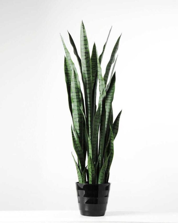 32*100CM Sansevieria in plastic pot GS-1380336