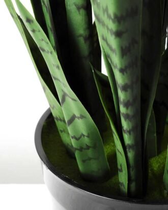 32*100CM Sansevieria in plastic pot GS-1380336
