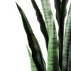 32*100CM Sansevieria in plastic pot GS-1380336