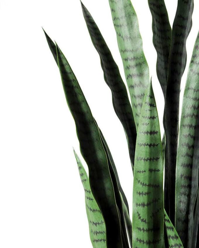 32*100CM Sansevieria in plastic pot GS-1380336