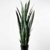 43*120CM Sansevieria in plastic pot GS-1380337