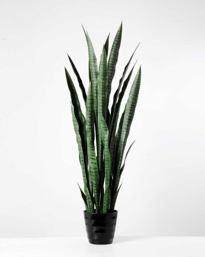43*120CM Sansevieria in plastic pot GS-1380337